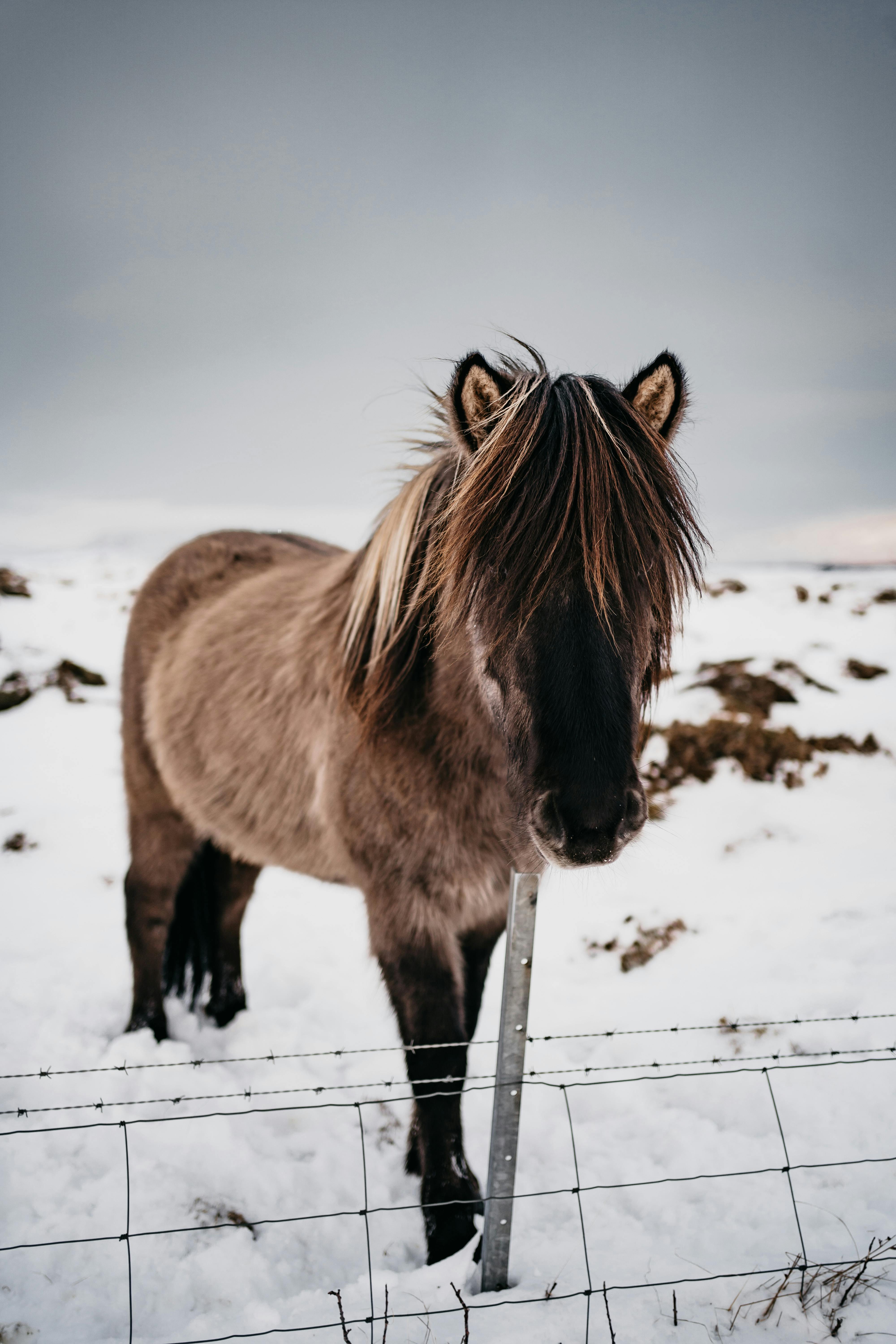 Icelandic horse experience for families